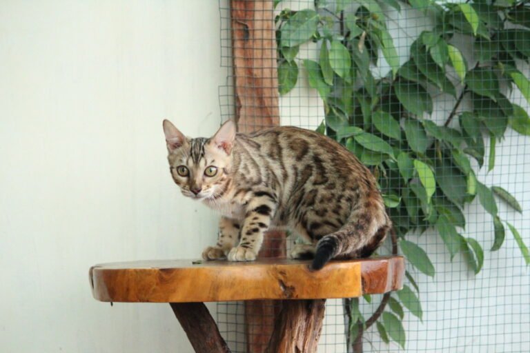 jenis dan cara merawat kucing bengal