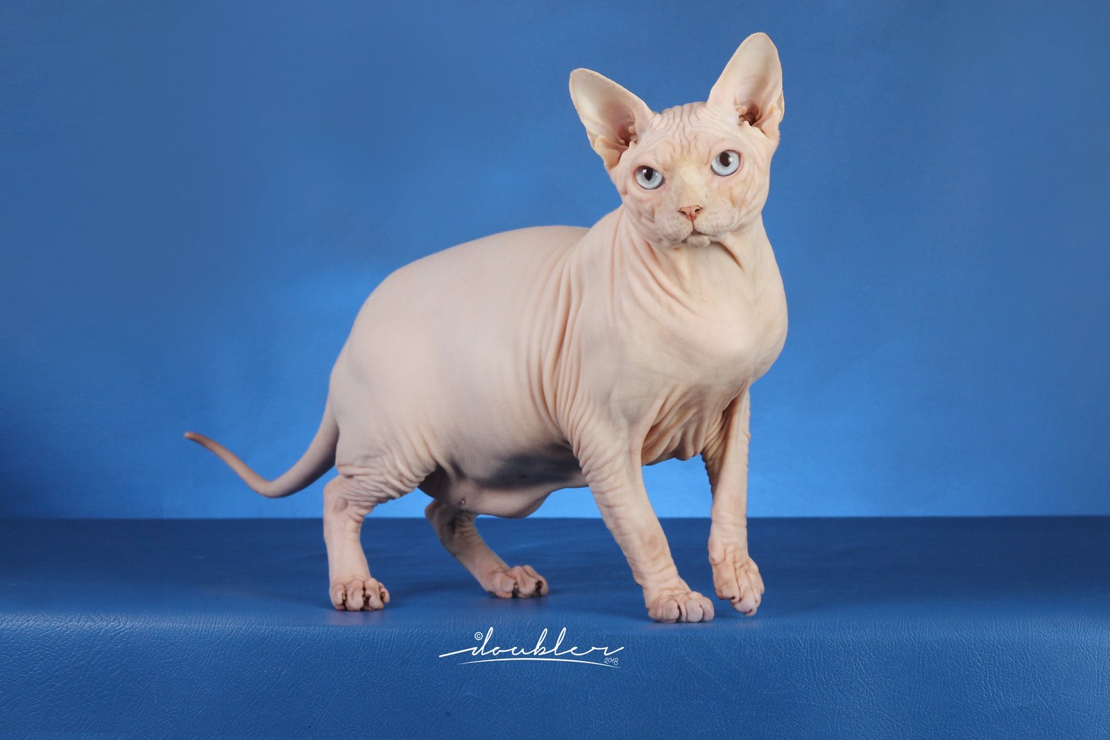 Sphynx 010