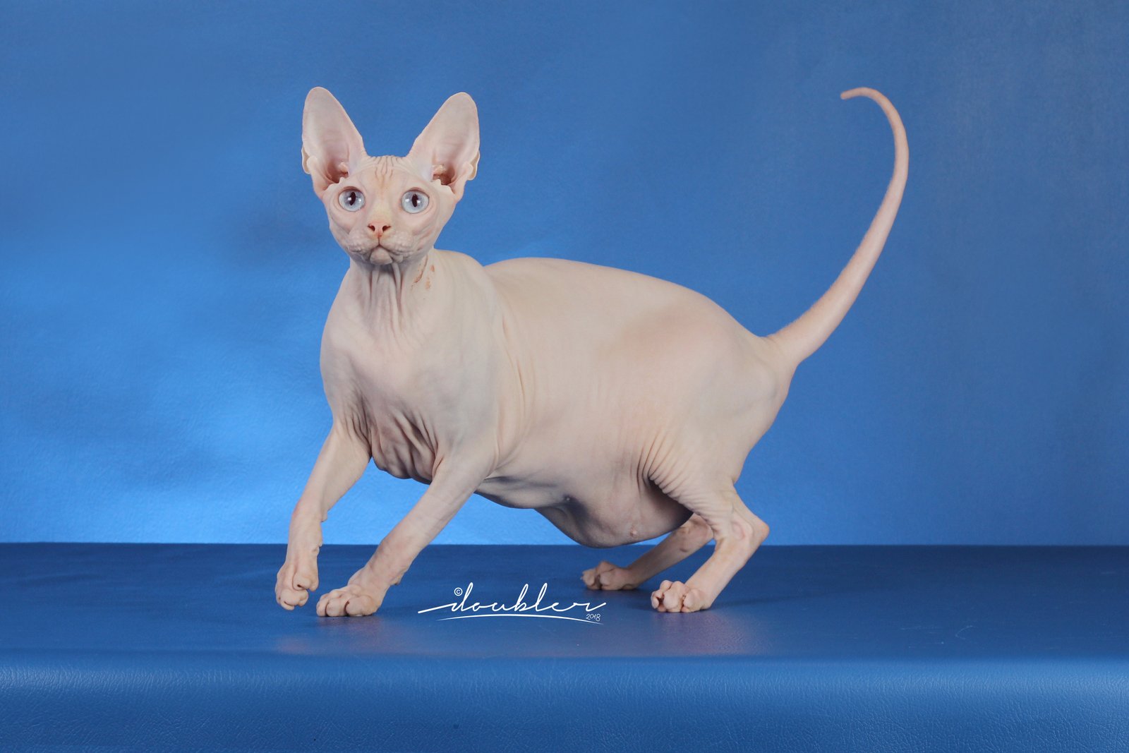 Sphynx 015